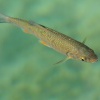 Jelec tloust - Squalius cephalus - European Chub 5321